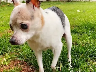 World's Oldest Dog Passes Away...